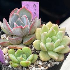 多肉植物♡チェリーエボニー❤︎抜き苗(根付き) - メルカリ