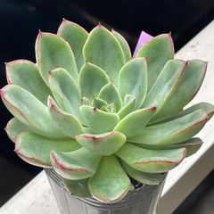 多肉植物♡キャラリアン❤︎抜き苗(根付き) - メルカリ