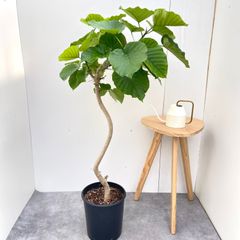フィカス ウンベラータ 10号 152cm S-shaped tree form - メルカリ