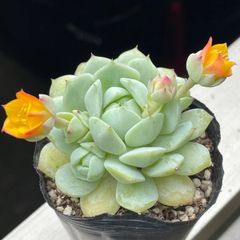 多肉植物♡チェリーエボニー❤︎抜き苗(根付き) - メルカリ