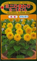 花種子 ミニひまわり ちーくまくんのサムネイル