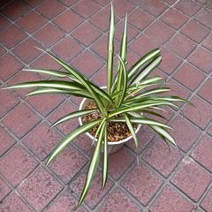 斑入り万年青 抜き苗 - メルカリ