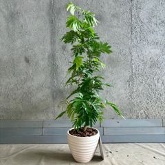 美形 大型 エバーフレッシュ S字仕立て 10号 バルーン陶器鉢 植え込み