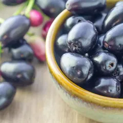レア　ジャワフトモモ　Jamun（ジャムン)　熱帯果実　フルーツ　観葉植物　有用植物　種子のサムネイル