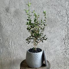 パンダガジュマル 天然苔 盆栽仕立て 陶器鉢 植え込み発送 - メルカリ