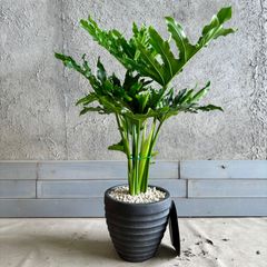 直接引取◾️フィロデンドロン・セローム 200cm◾️かなり立派な幹