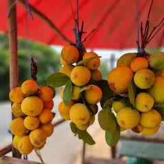 超レア　幻の果物　Willughbeia edulis 　ウィルベイア・エドゥリス　熱帯果実　フルーツ　ツル草　有用植物　種子のサムネイル