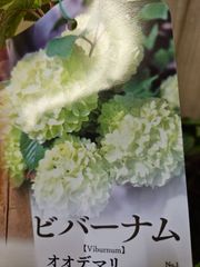落葉樹 オオデマリ（大手毬） - メルカリ