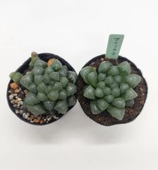 ストロンボカクタス・菊水 種子（成田氏大疣菊水×大疣菊水） 100粒以上