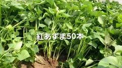 2026年最新】さつまいも 苗 5本の人気アイテム - メルカリ