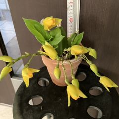 MS113 10株セット アロカシア リトルダンサー - メルカリ