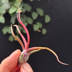チランジア ペイラノイ Tillandsia peiranoi エアプランツ - メルカリ