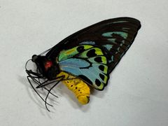 蝶標本 アオメガネトリバネアゲハ - メルカリ