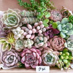 ★多肉植物　寄せ植え〜Wぱんだちゃんの切り株寄せ　セット〜★ 74 多肉植物寄せ植えセット - メルカリ