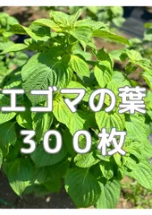 🌿 【予約販売】新鮮エゴマの葉 300枚｜大容量・農家直送・業務用にものサムネイル