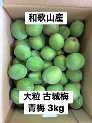 摘果マンゴー 10kg ② - メルカリ