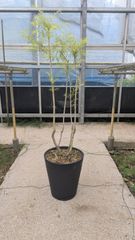 山採り アセビ 馬酔木 約150センチ - メルカリ