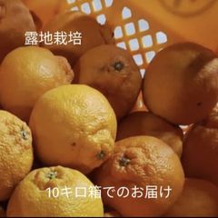 ミニ不知火(ハウス栽培) 10kg 箱込 やや傷あり - メルカリ