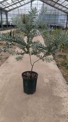 アカシア ブルーブッシュ 鉢植え 常緑樹 83cm - メルカリ