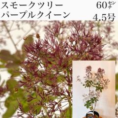 タイサンボク リトルジェム 苗・苗木 ② 泰山木 ドライフラワー 挿し木