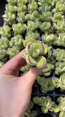 新入荷　グリーンベア　鮮やかな72苗セット　土と根付き　多肉植物　エケベリア　セダム　韓国苗　詰め合わせ　寄せ植え　X768
