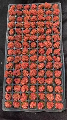 新入荷　ルビー　鮮やかな105苗セット　土と根付き　多肉植物　エケベリア　セダム　韓国苗　詰め合わせ　寄せ植え　X771