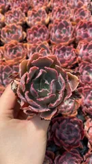 新入荷　バンカノマイ　鮮やかな50苗セット　土と根付き　多肉植物　エケベリア　セダム　韓国苗　詰め合わせ　寄せ植え　X776