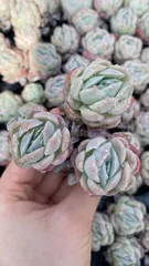 新入荷　ベリー　鮮やかな50苗セット　土と根付き　多肉植物　エケベリア　セダム　韓国苗　詰め合わせ　寄せ植え　X786