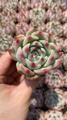 新入荷　チワワ　鮮やかな72苗セット　土と根付き　多肉植物　エケベリア　セダム　韓国苗　詰め合わせ　寄せ植え　X795