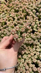 新入荷　ゼニツナギ　鮮やかな128苗セット　土と根付き　多肉植物　エケベリア　セダム　韓国苗　詰め合わせ　寄せ植え　X797