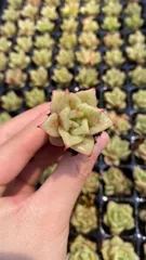 新入荷　バラ　鮮やかな128苗セット　土と根付き　多肉植物　エケベリア　セダム　韓国苗　詰め合わせ　寄せ植え　X825