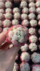 新入荷　ベリー　鮮やかな105苗セット　土と根付き　多肉植物　エケベリア　セダム　韓国苗　詰め合わせ　寄せ植え　X835