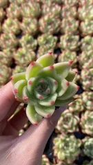 新入荷　トスカ　鮮やかな105苗セット　土と根付き　多肉植物　エケベリア　セダム　韓国苗　詰め合わせ　寄せ植え　X839