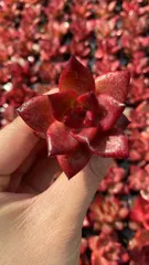 新入荷　ロビン　鮮やかな128苗セット　土と根付き　多肉植物　エケベリア　セダム　韓国苗　詰め合わせ　寄せ植え　X851