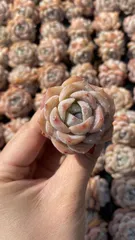 新入荷　セツガン　鮮やかな105苗セット　土と根付き　多肉植物　エケベリア　セダム　韓国苗　詰め合わせ　寄せ植え　X852