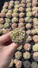 新入荷　シロデブ　鮮やかな105苗セット　土と根付き　多肉植物　エケベリア　セダム　韓国苗　詰め合わせ　寄せ植え　X853のサムネイル