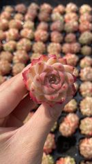 こ*日様 CH1008 ホワイトクィーン 105苗 多肉植物 土根付き エケベリ