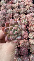 新入荷　メノウ　鮮やかな105苗セット　土と根付き　多肉植物　エケベリア　セダム　韓国苗　詰め合わせ　寄せ植え　X872