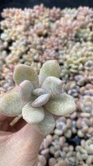 新入荷 メヒナニシキ 鮮やかな105苗セット 土と根付き 多肉植物