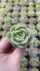 新入荷 メヒナニシキ 鮮やかな105苗セット 土と根付き 多肉植物