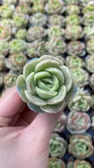 新入荷　チビミドリ　鮮やかな128苗セット　土と根付き　多肉植物　エケベリア　セダム　韓国苗　詰め合わせ　寄せ植え　X888