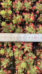 新入荷 メヒナニシキ 鮮やかな105苗セット 土と根付き 多肉植物