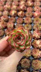 新入荷　ホタルビ　鮮やかな105苗セット　土と根付き　多肉植物　エケベリア　セダム　韓国苗　詰め合わせ　寄せ植え　X891
