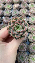 新入荷　ピンクトク　鮮やかな105苗セット　土と根付き　多肉植物　エケベリア　セダム　韓国苗　詰め合わせ　寄せ植え　X892