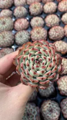 新入荷　ブルーヒメレン　鮮やかな72苗セット　土と根付き　多肉植物　エケベリア　セダム　韓国苗　詰め合わせ　寄せ植え　X894