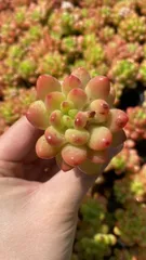 新入荷　シャングリラ　鮮やかな105苗セット　土と根付き　多肉植物　エケベリア　セダム　韓国苗　詰め合わせ　寄せ植え　X899