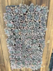 新入荷　オプレナ　鮮やかな72苗セット　土と根付き　多肉植物　エケベリア　セダム　韓国苗　詰め合わせ　寄せ植え　X783