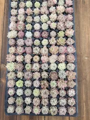 新入荷　ムギワラ　鮮やかな128苗セット　土と根付き　多肉植物　エケベリア　セダム　韓国苗　詰め合わせ　寄せ植え　X789のサムネイル