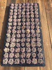 T*y様 BW1056 ロメオ 128苗 多肉植物 土と根付き エケベリア 韓国