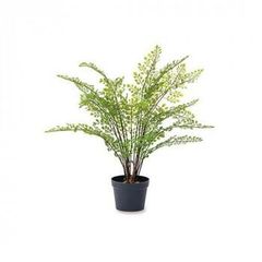 人工観葉植物 フェイクグリーン 鉢植え 大塚家具 - メルカリ